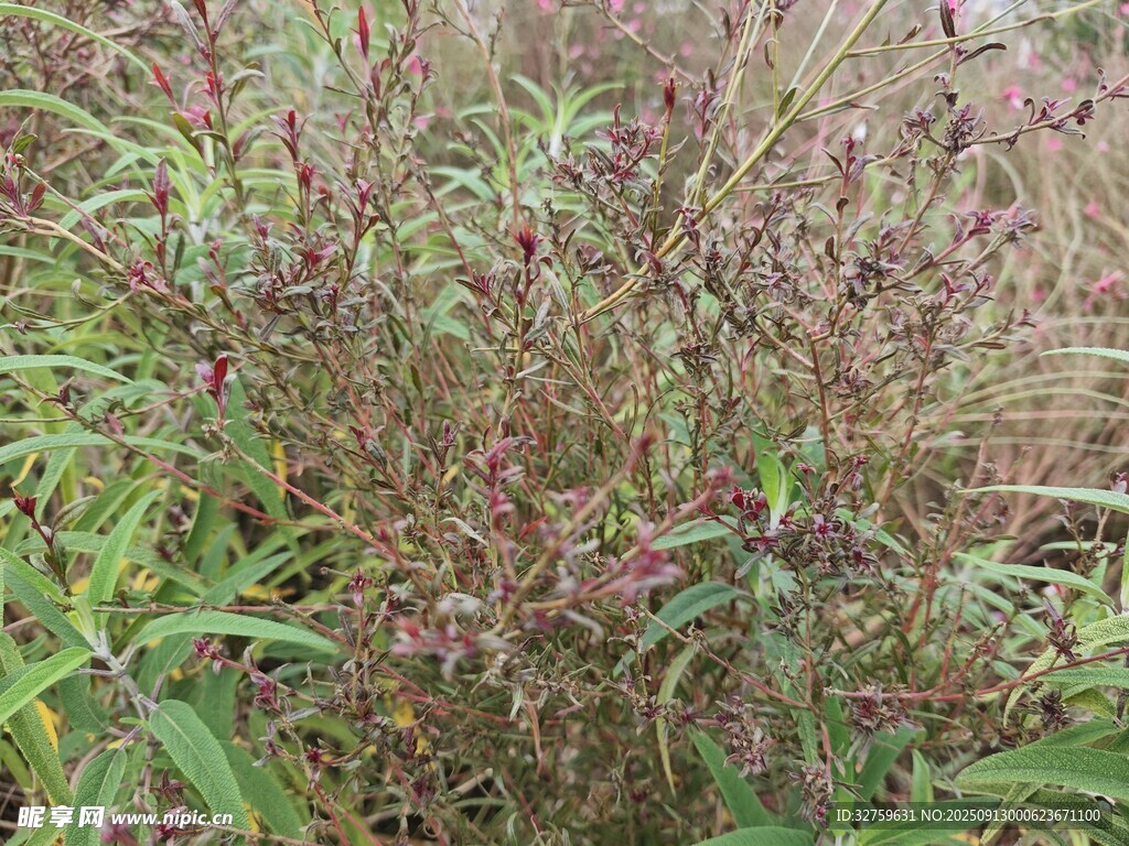野外繁茂的紫色植物