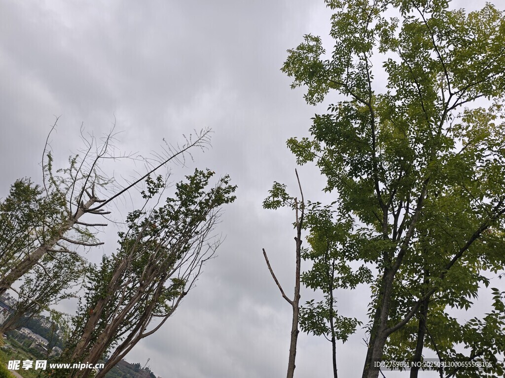 暴風雨后傾斜的樹木