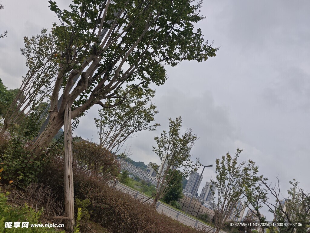 戶外傾斜樹木景觀