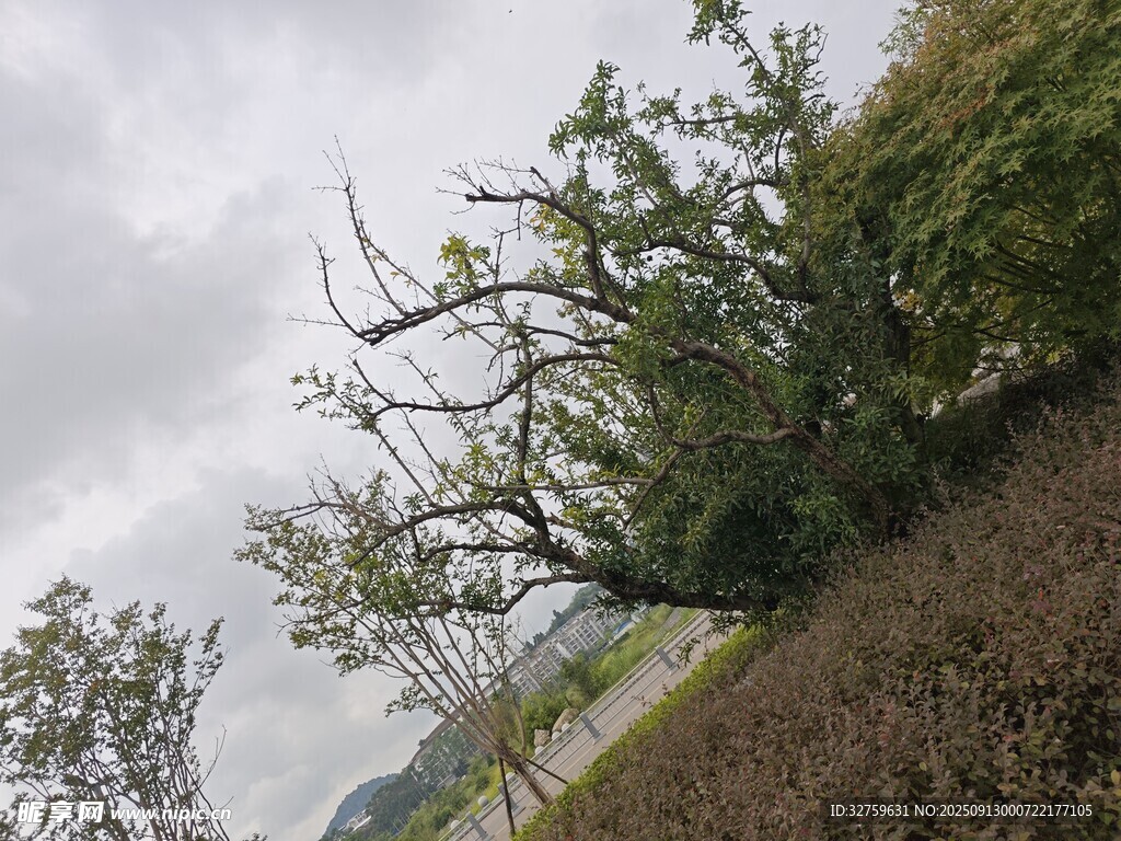 野外傾斜樹木與開闊景致
