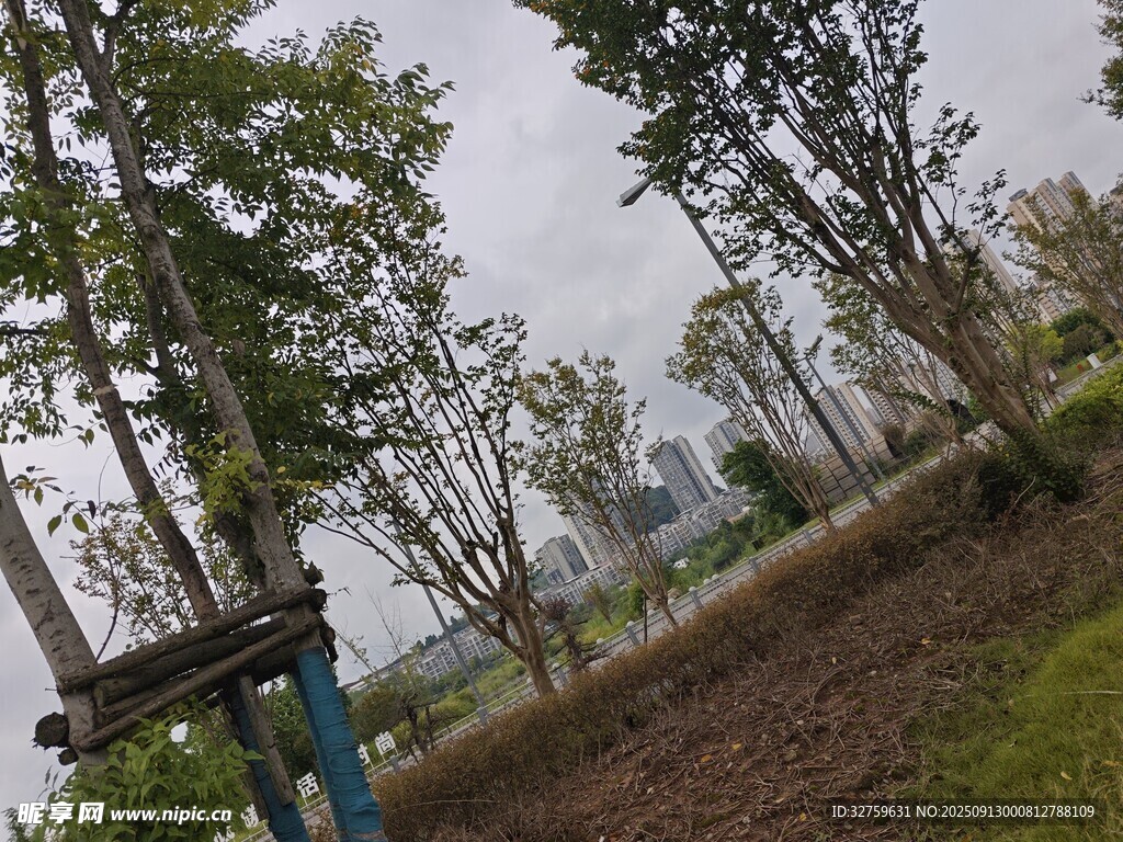 戶外樹木種植場(chǎng)景