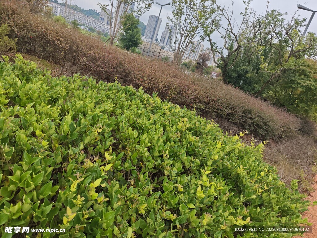 綠意盎然的戶外植被景觀