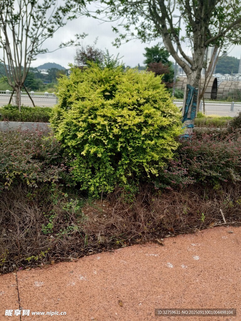 路邊翠綠灌木景觀