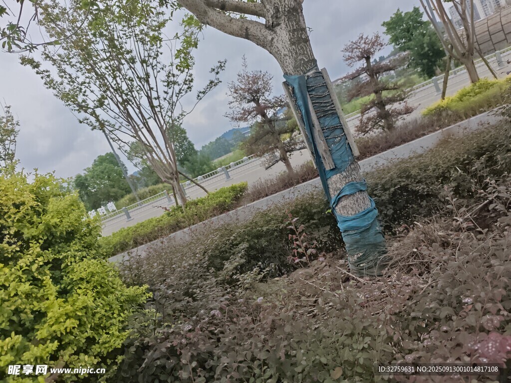 公園中一棵彩繪裝飾的樹木