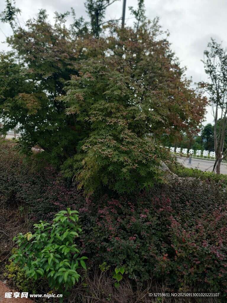 戶外綠植景觀