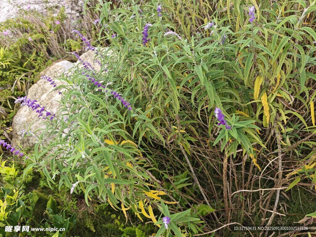 野外繁茂的綠色植物景觀