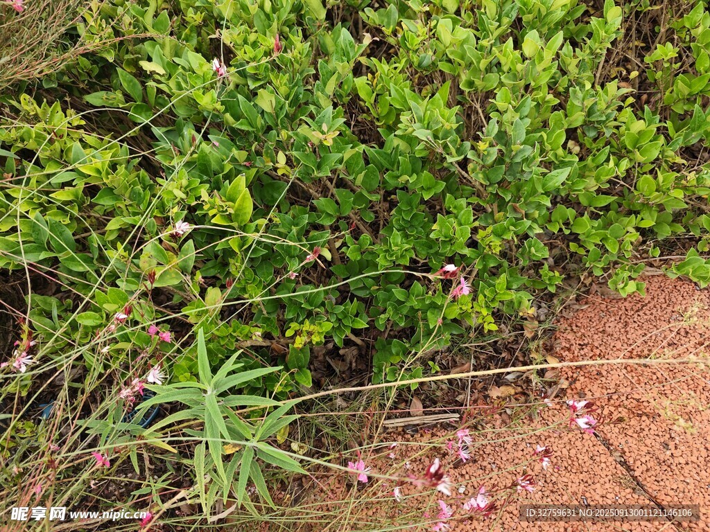 綠葉叢中綻放的粉色小花