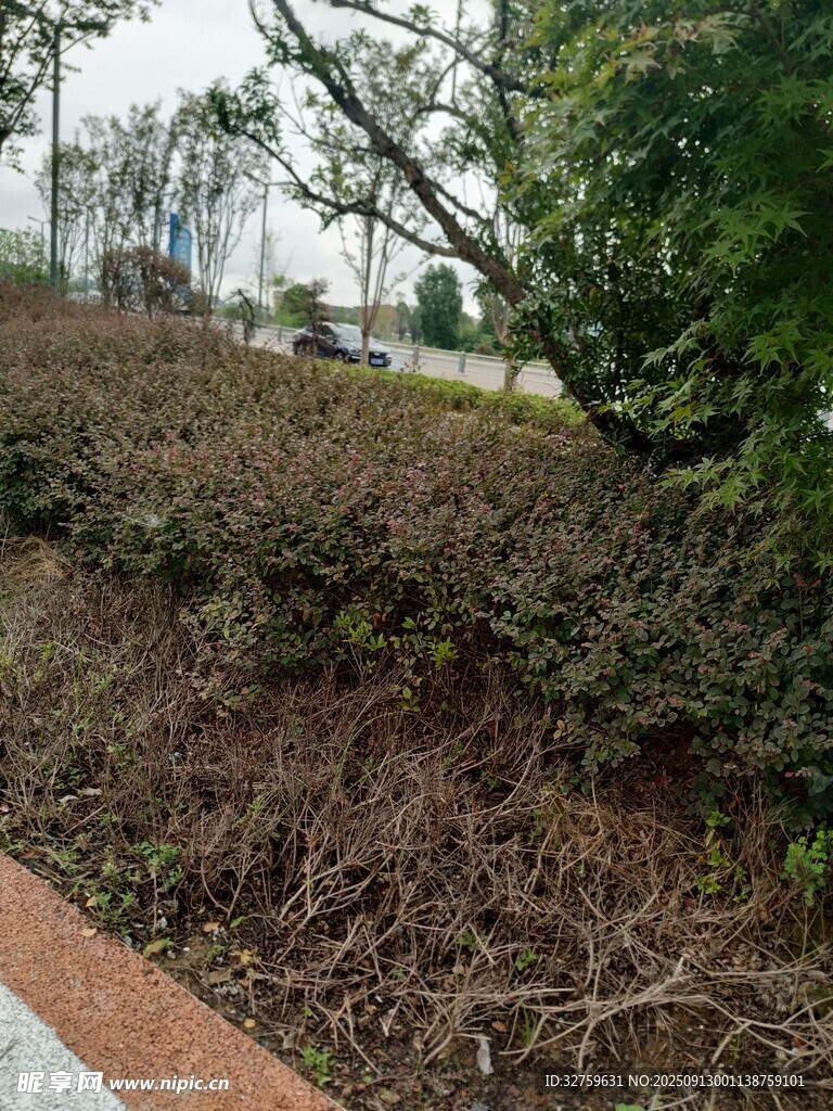 路邊雜亂的枯枝灌木叢
