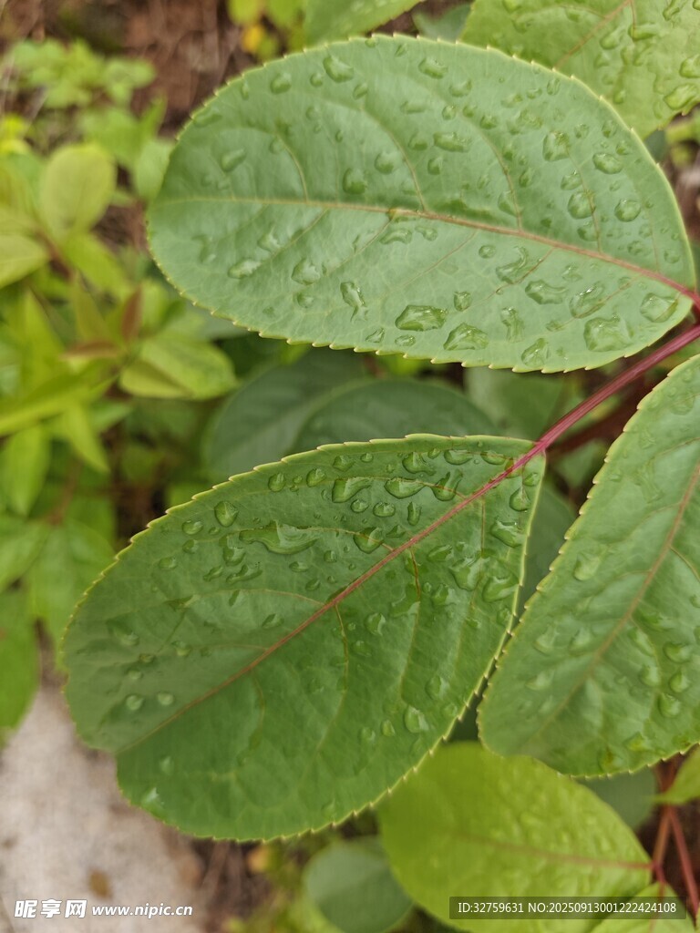 翠綠葉片特寫