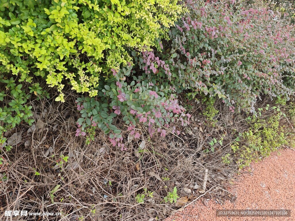 多彩植物景觀