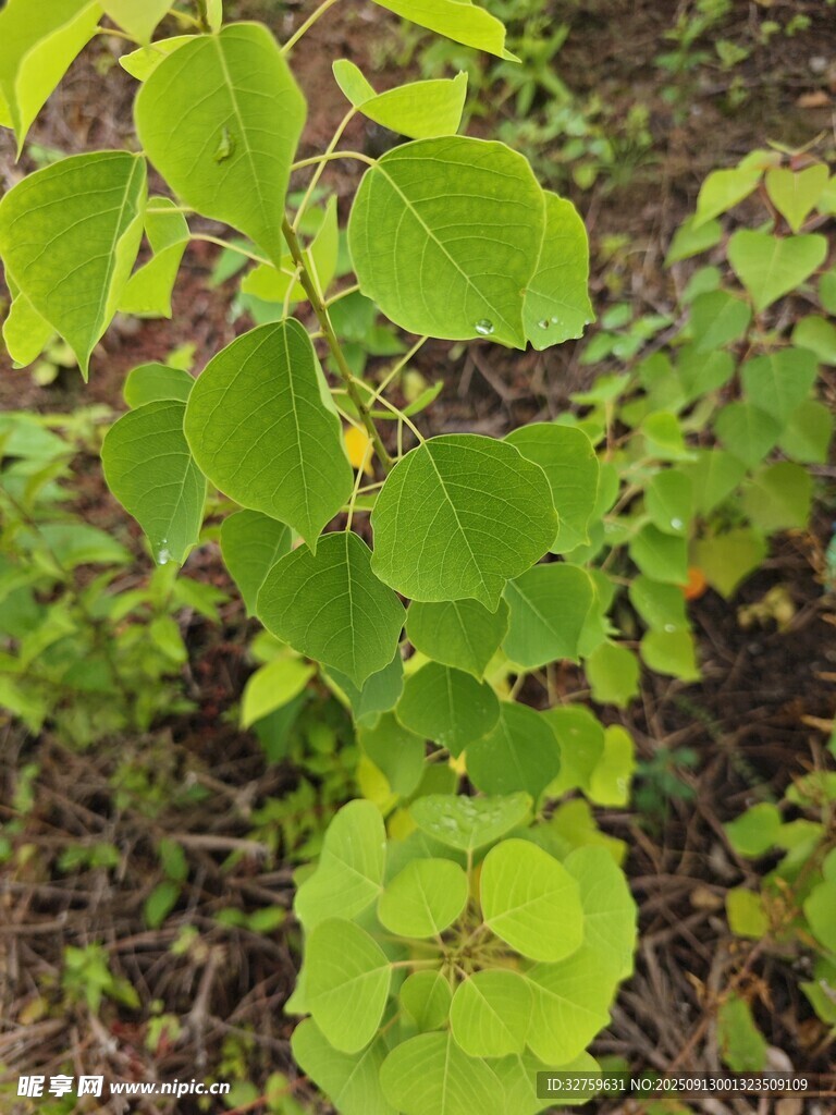 嫩綠葉片的蓬勃植物