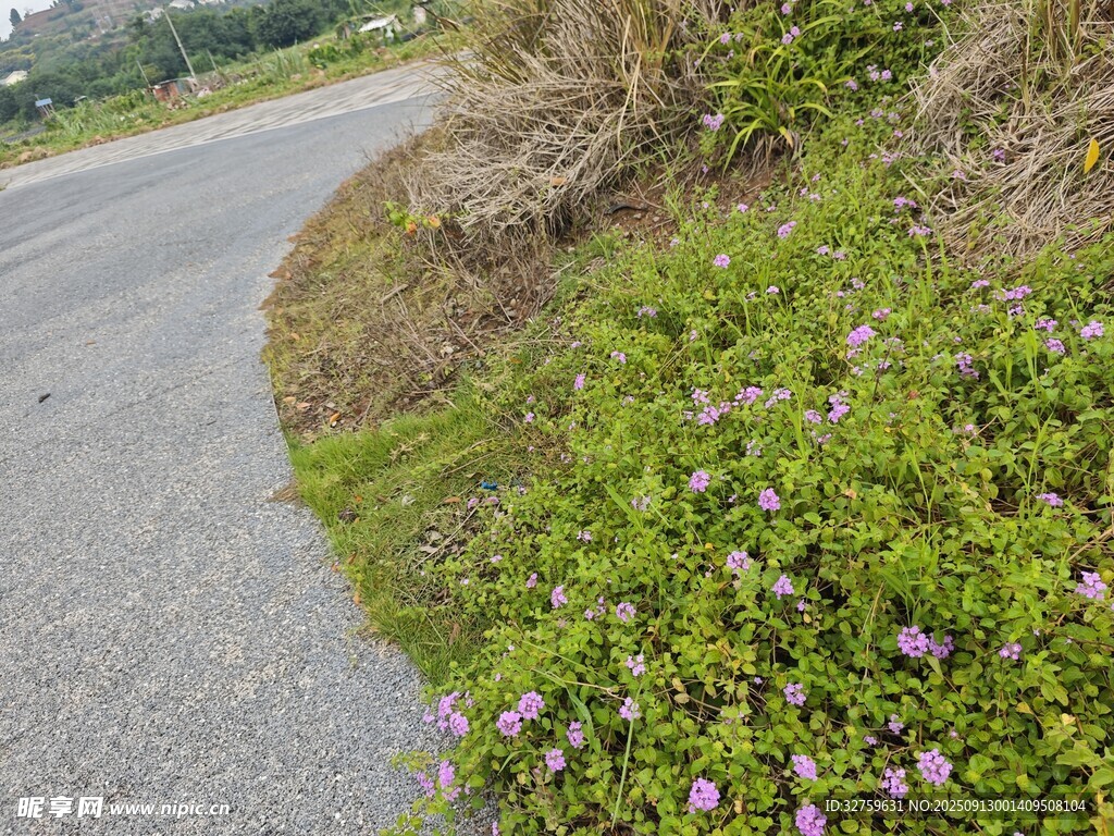 路邊繁茂花草風(fēng)景