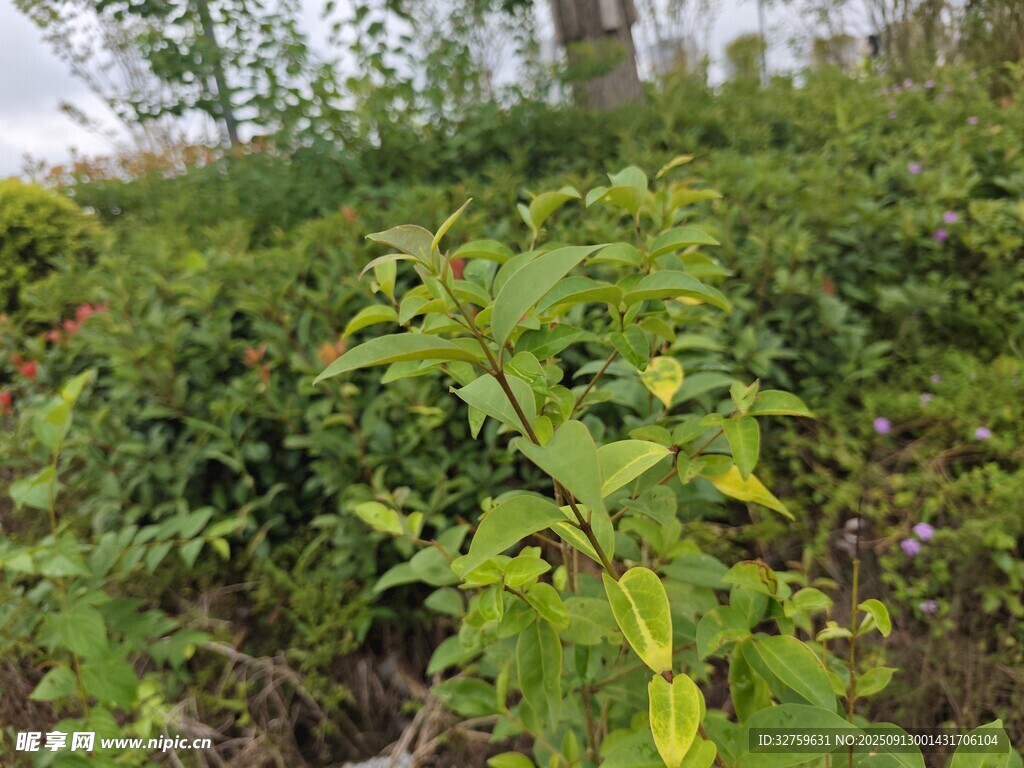 綠意盎然的植物景觀