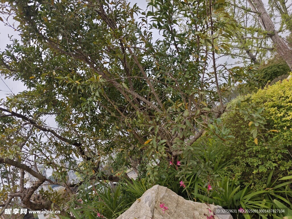 石旁綠樹(shù)景觀