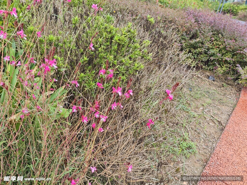 小徑旁綻放的多彩花卉