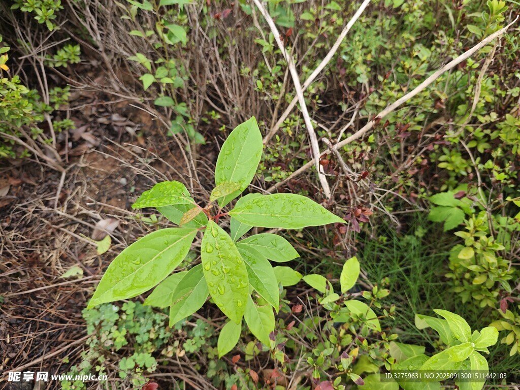 林中嫩綠植物
