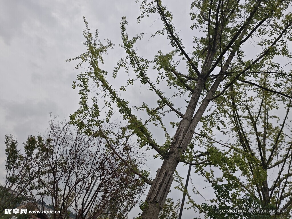 枝頭新綠 