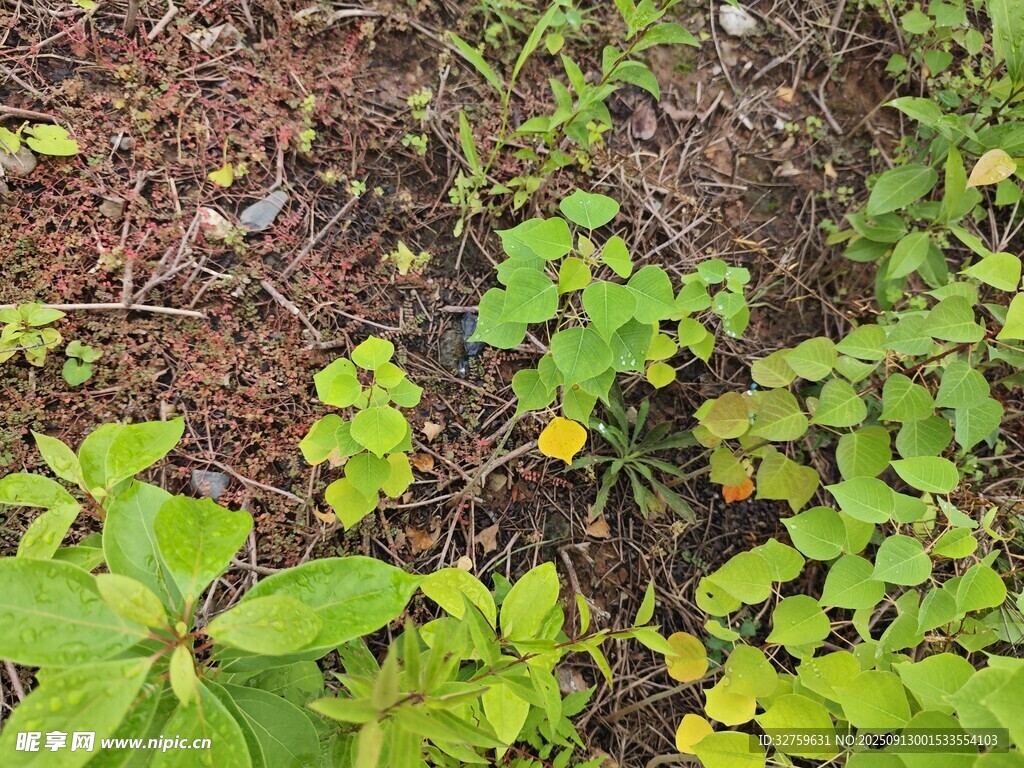 地面上的多樣綠色植物