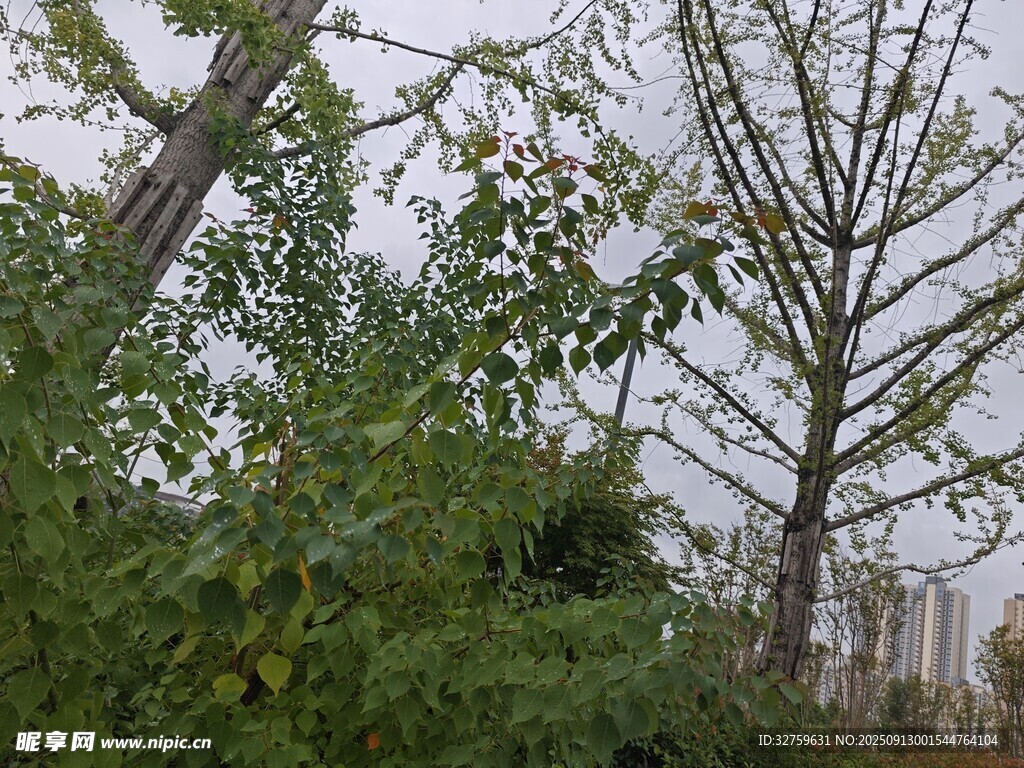 秋日樹木與繁茂綠植景觀