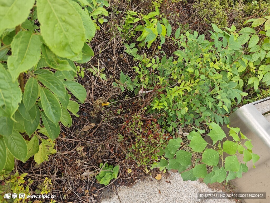 庭院角落的綠植景觀