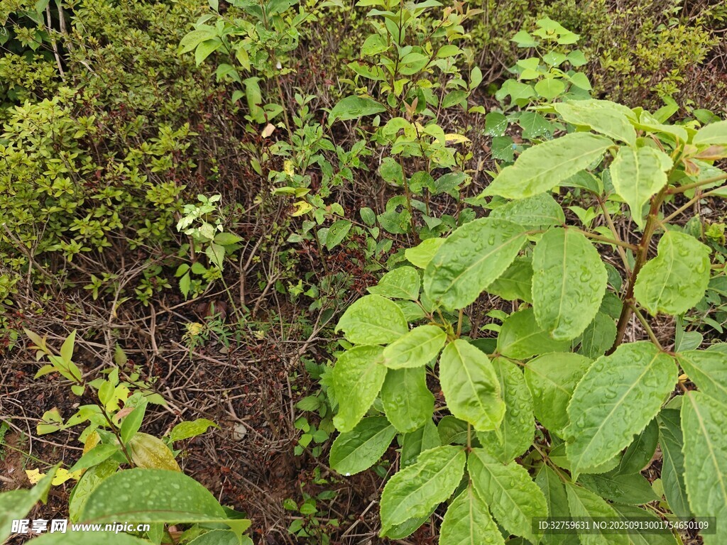 綠葉繁茂的自然植物景觀