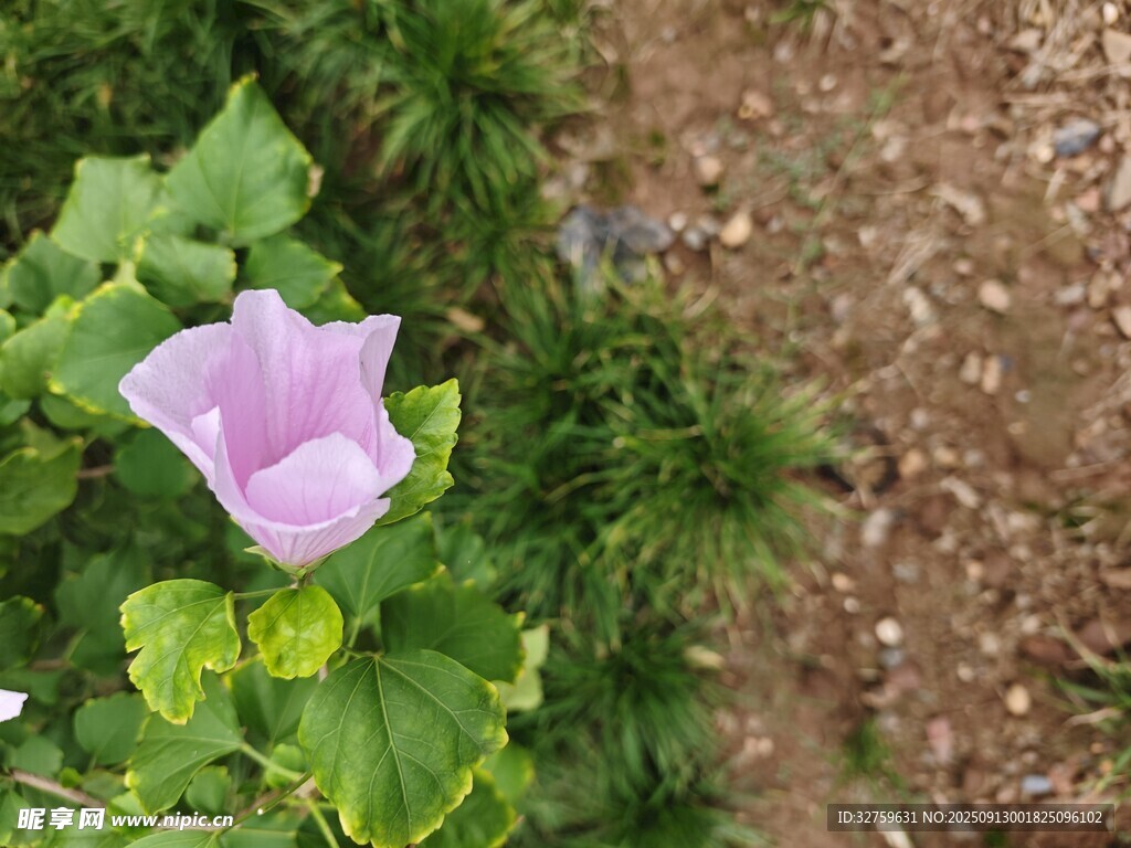粉色牽?；ň`放于綠葉間