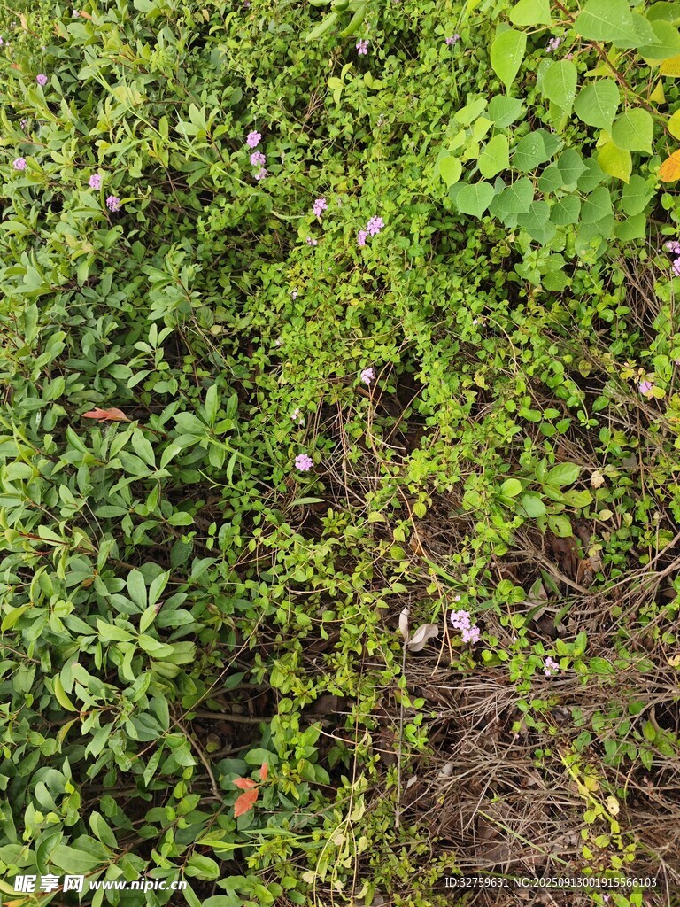 地面繁茂綠植景象