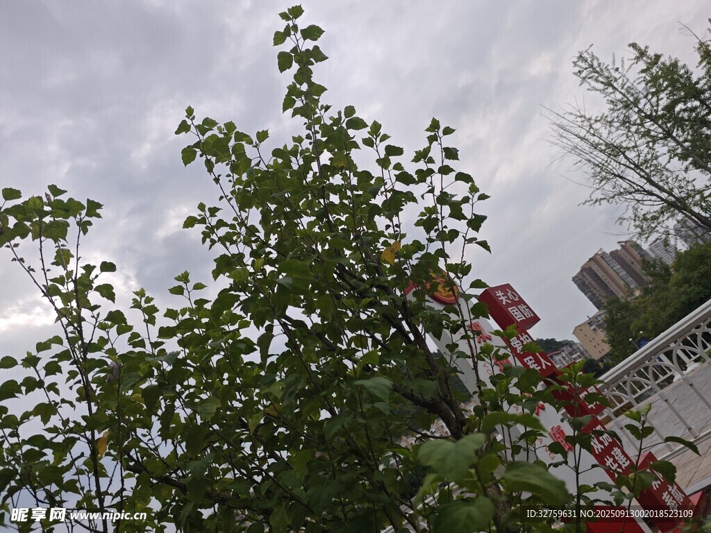 綠葉繁茂的城市街景