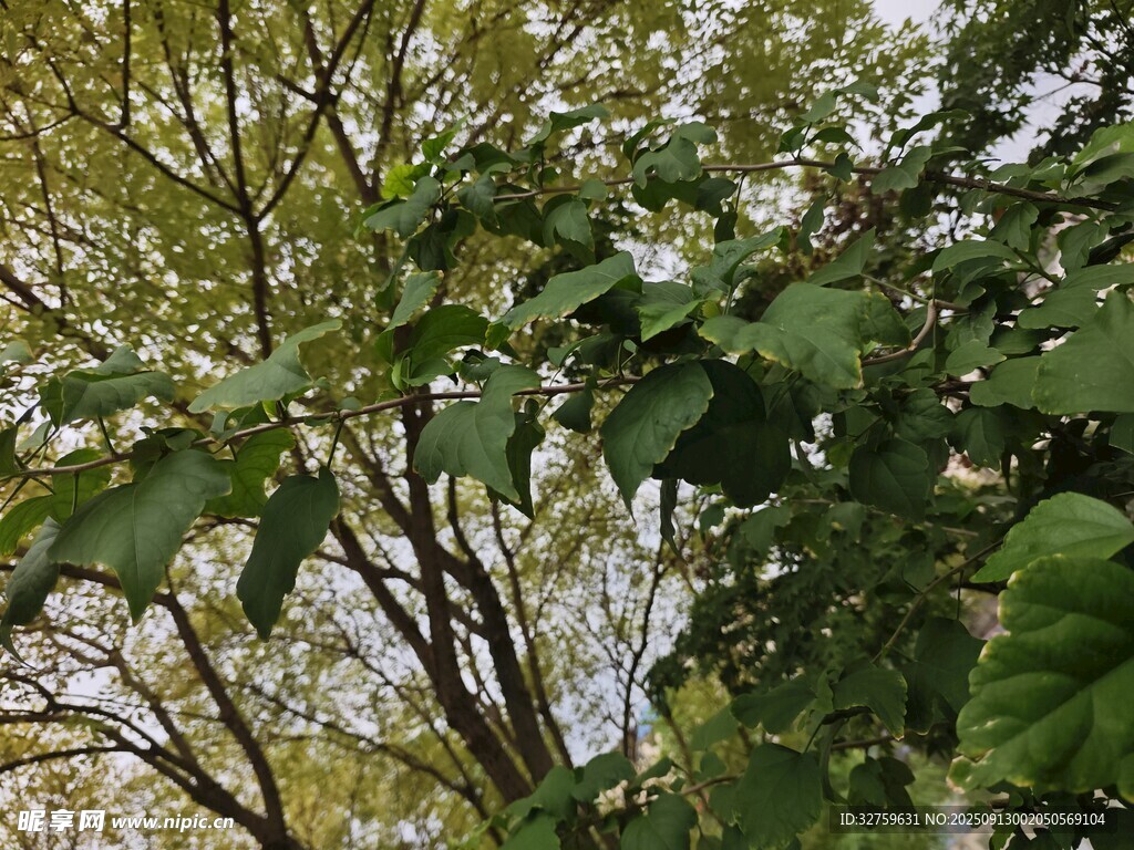 繁茂枝葉間的綠意景致