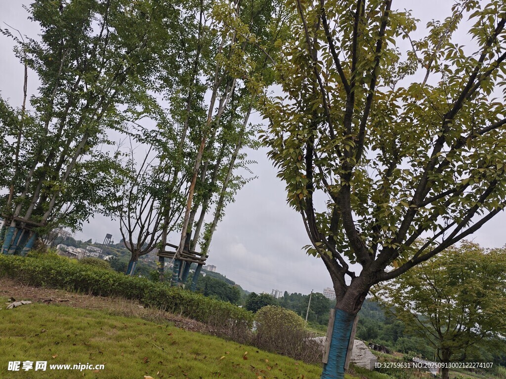 公園中的綠樹(shù)與草地景觀