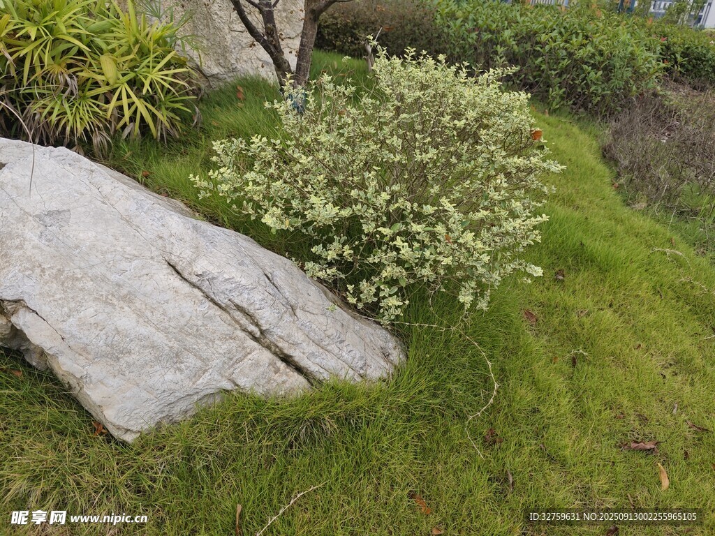 石邊綠植景觀