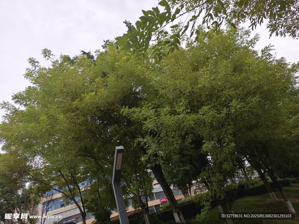 綠樹成蔭的街道景觀