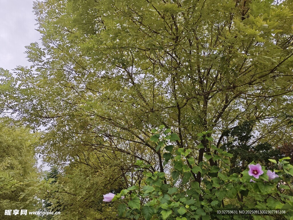 綠樹繁花的自然景致