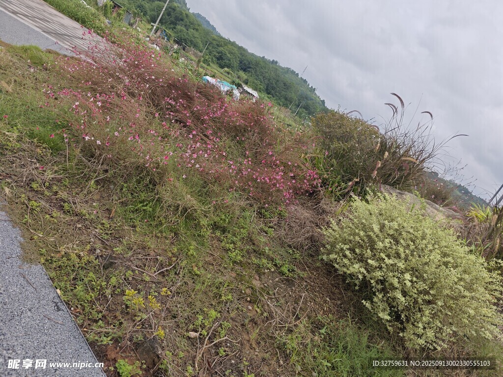 路邊多彩植物景觀