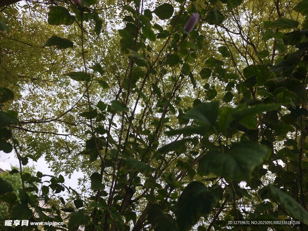 繁茂綠葉間的自然景致
