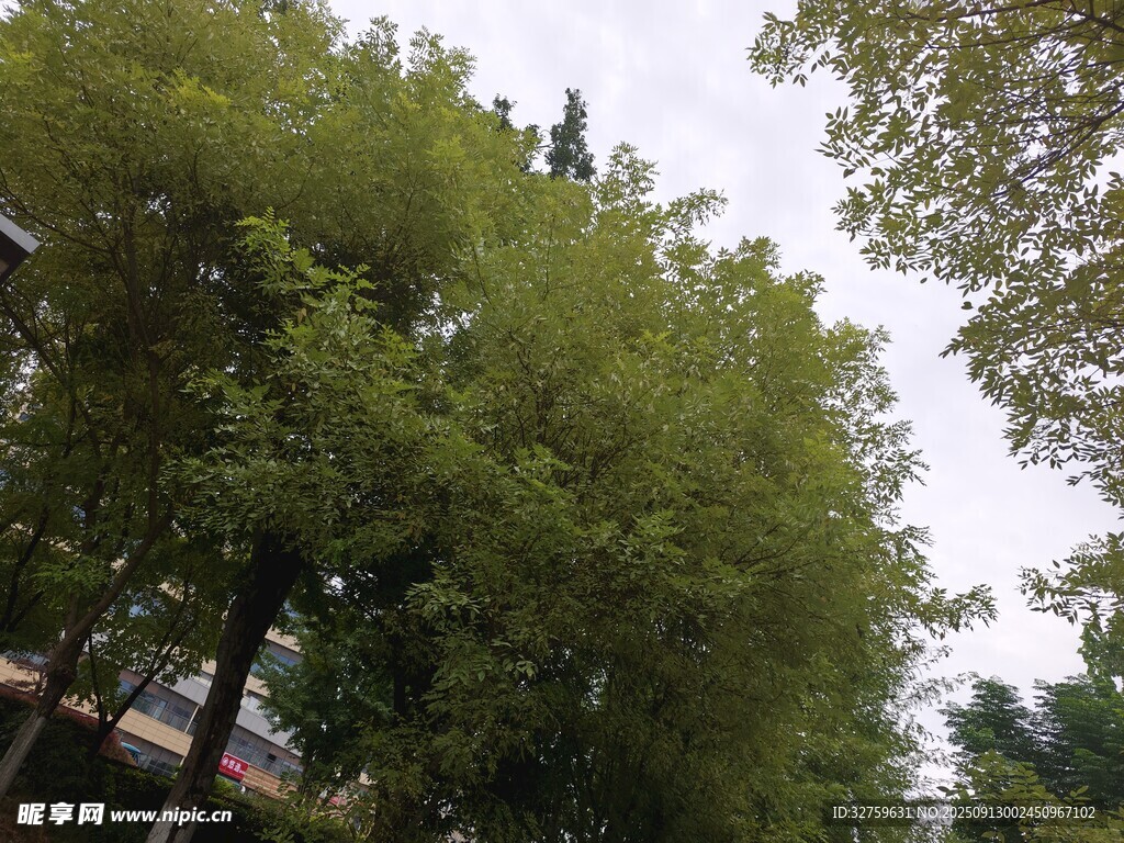 茂密綠樹景觀