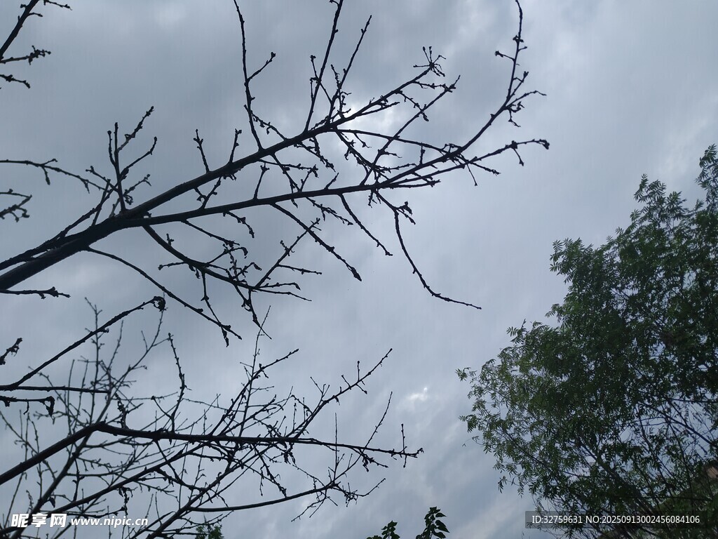 枯枝與綠樹的天空景象