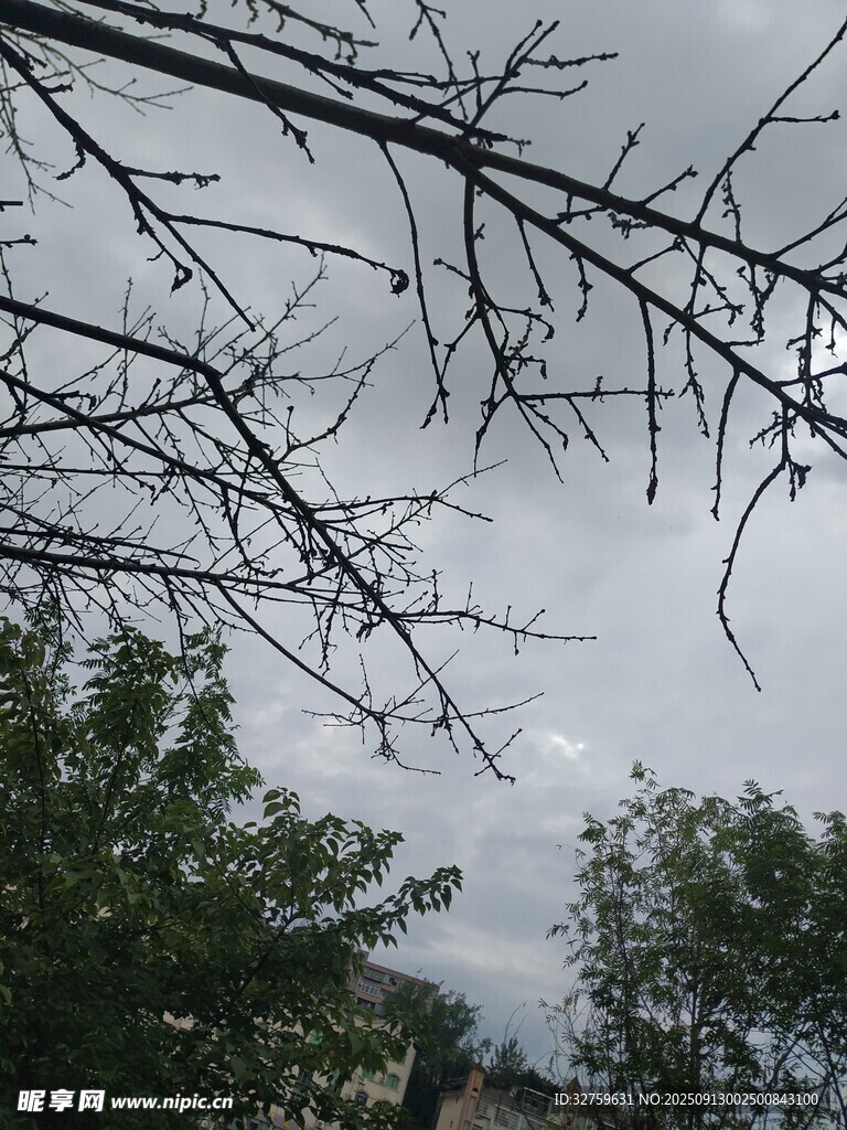 樹枝間的天空與綠樹
