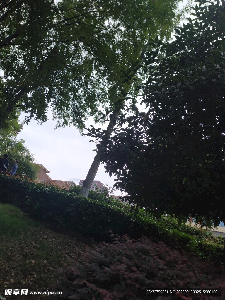 綠蔭下的靜謐戶外景致