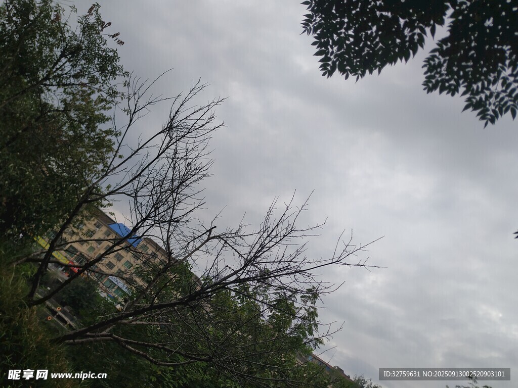 陰天樹林中的建筑物