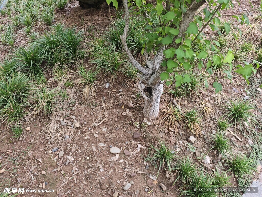 地面旁的小樹與雜草