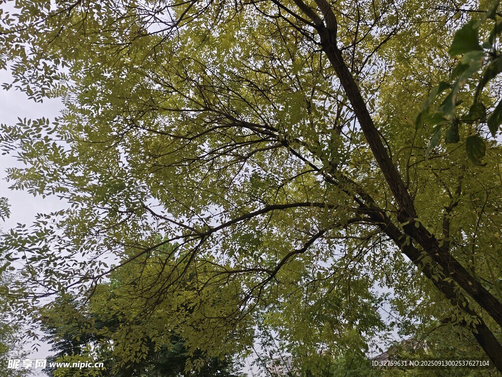 枝葉繁茂的樹(shù)木景觀