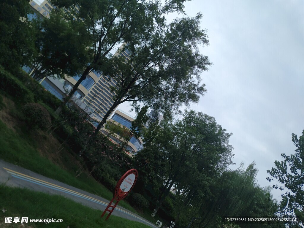 戶外道路旁的樹木景象