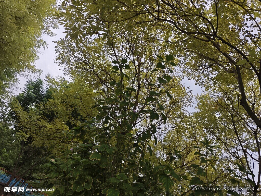 繁茂綠樹