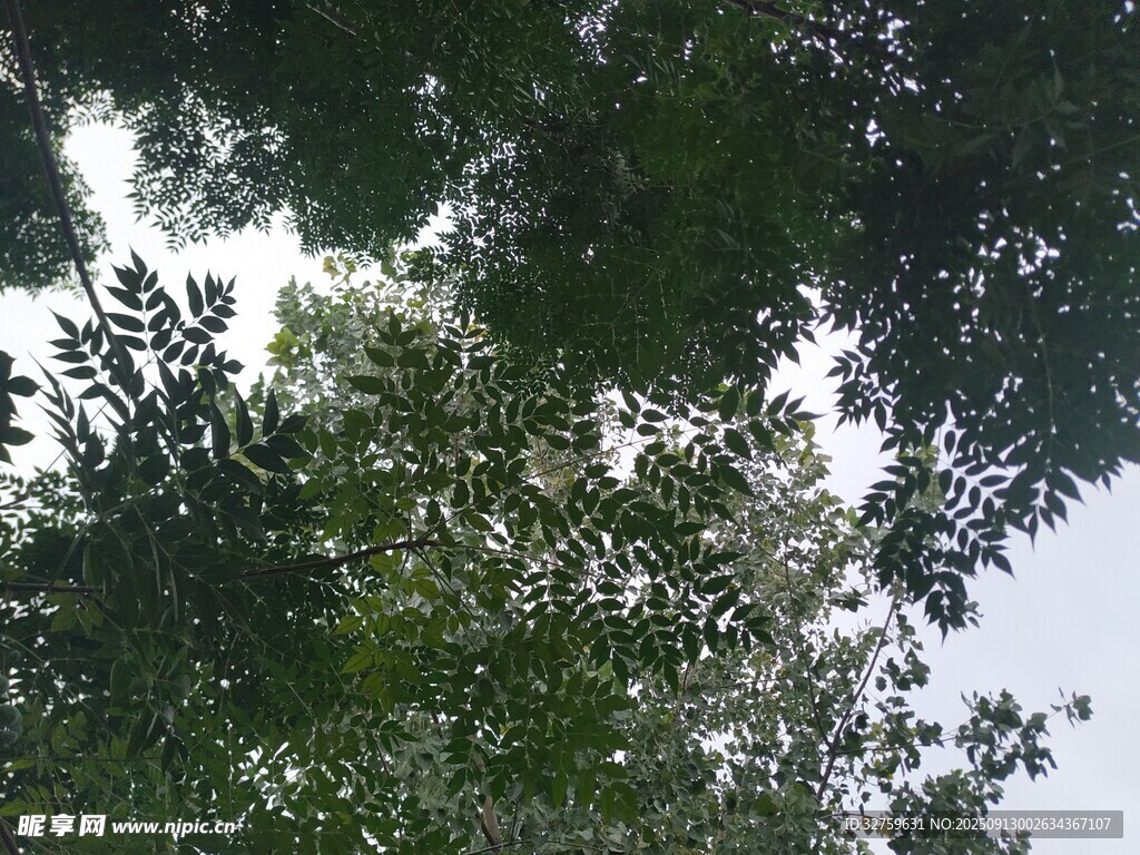 仰視繁茂綠樹樹冠