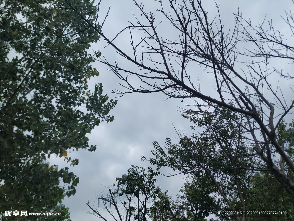 林間樹梢與天空景象