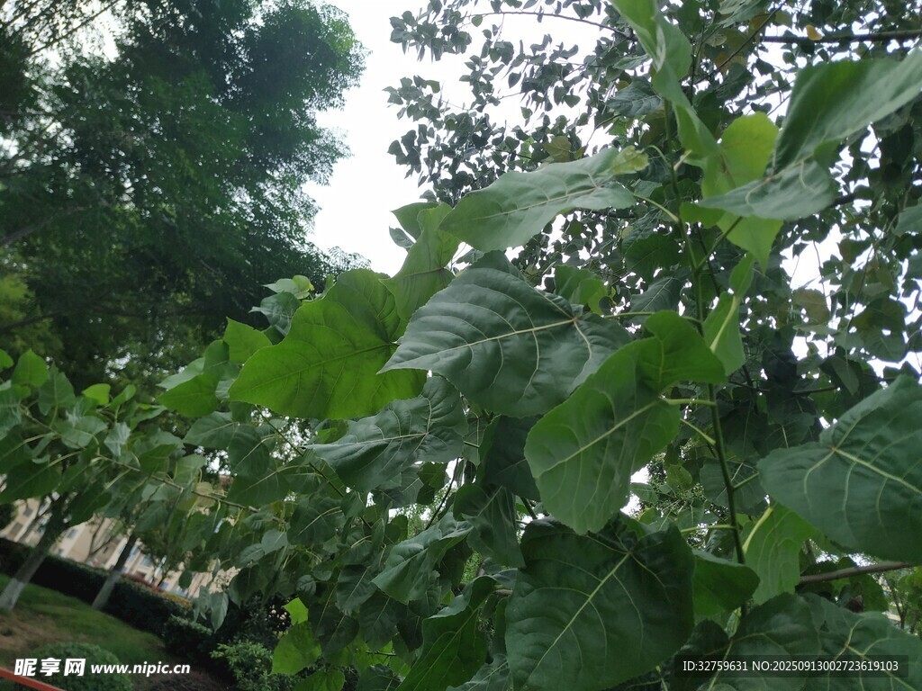 繁茂綠葉的自然景象