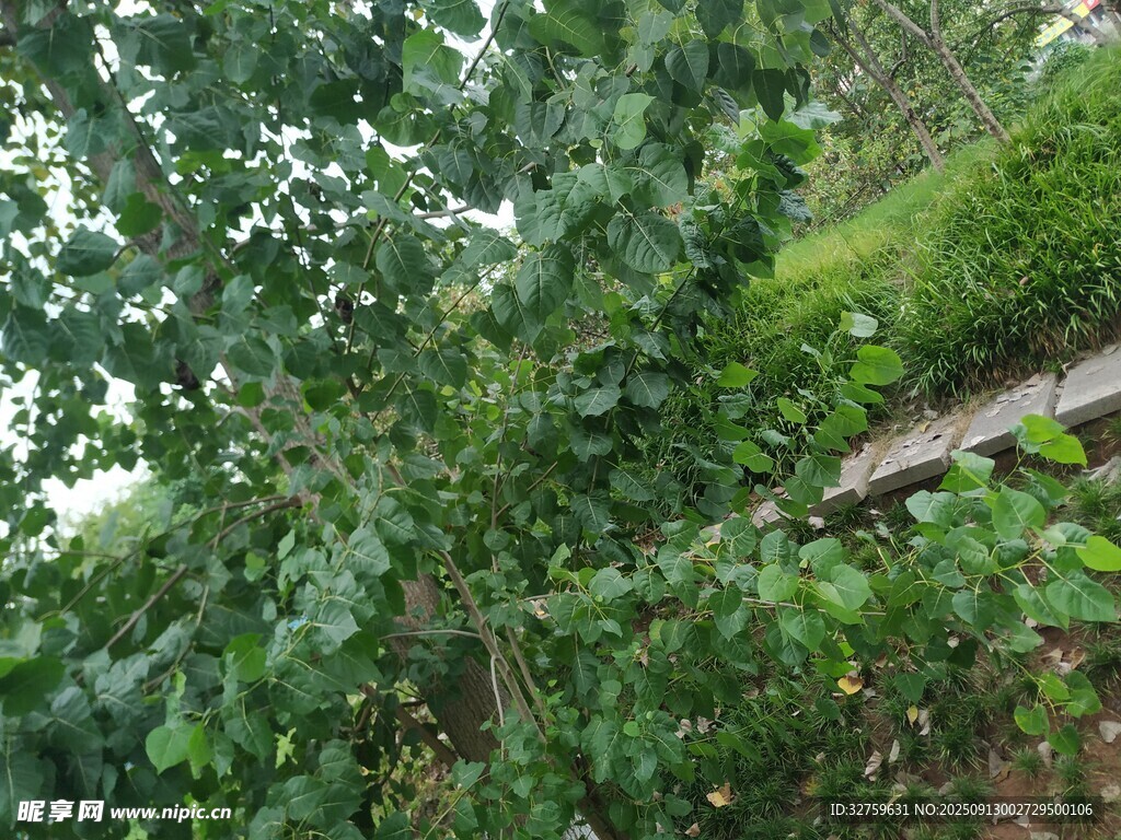 繁茂綠植覆蓋的山坡