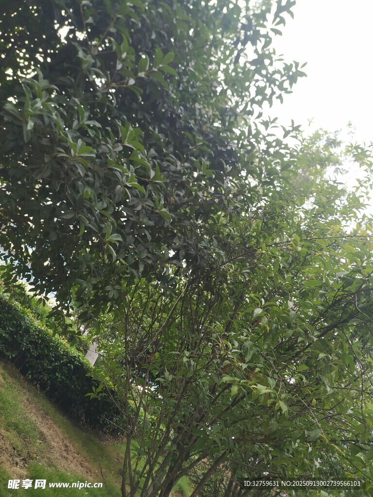 繁茂樹(shù)林中的綠意景致