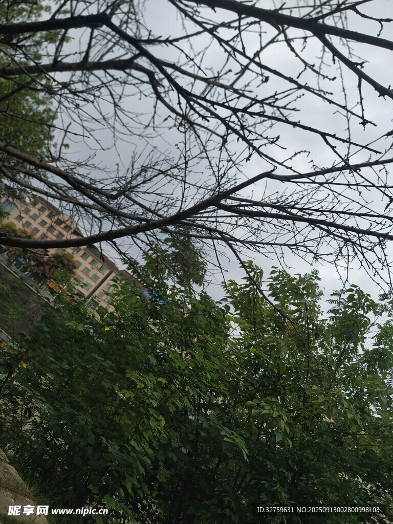 仰視樹枝與繁茂綠葉
